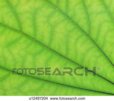 Picture - green, pattern, foliage, blade, textures, leafage, venation. Fotosearch