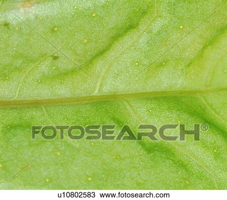 Stock Image - green, pattern, vein, blade, netted veins, broadleaf. Fotosearch