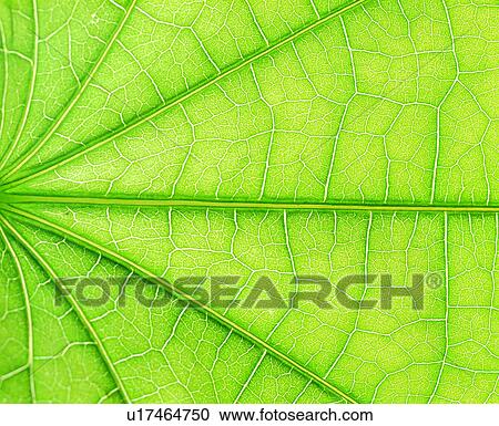 green, vein, leaf, blade, pattern View Large Photo Image Stock Image - green, vein, leaf, blade, pattern. Fotosearch