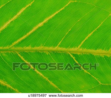 leaf, broadleaf, nerve, textures, pattern, background, green View Large Photo Image Stock Photo - leaf, broadleaf, nerve, textures, pattern, background, green. Fotosearch