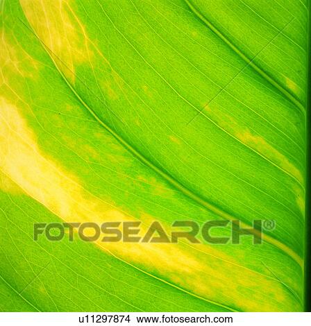 leaf, broadleaf, textures, foliage, green yellow spots, nerve View Large Photo Image Picture - leaf, broadleaf, textures, foliage, green yellow spots, nerve. Fotosearch