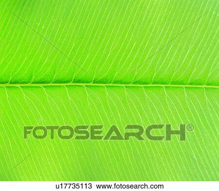 leaf, green, background, pattern, venation, vein, broadleaf View Large Photo Image Stock Image - leaf, green, background, pattern, venation, vein, broadleaf. Fotosearch