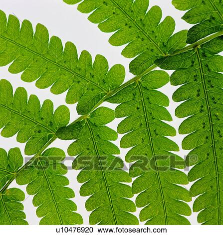Stock Image - leaf, pattern, broadleaf, venation, vein, leafage. Fotosearch
