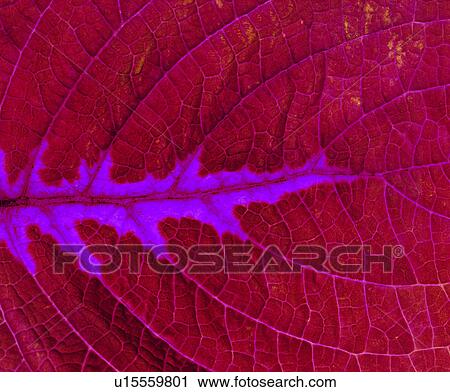 leaf, pattern, leafage, broadleaf, venation, background, red View Large Photo Image Stock Image - leaf, pattern, leafage, broadleaf, venation, background, red. Fotosearch