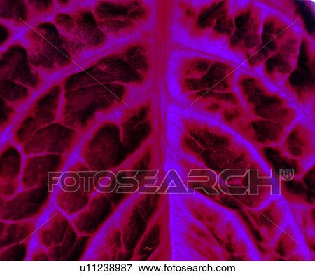 leaf, pattern, leafage, venation, foliage, red, netted veins View Large Photo Image Stock Photo - leaf, pattern, leafage, venation, foliage, red, netted veins. Fotosearch