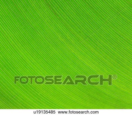 leaf, pattern, venation, foliage, nerve, green, textures View Large Photo Image Stock Photography - leaf, pattern, venation, foliage, nerve, green, textures. Fotosearch