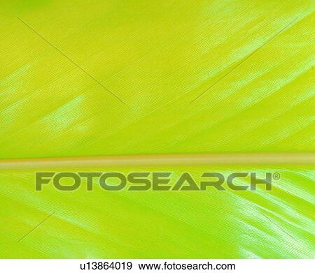 Stock Photo - leaf, vein, textures, venation, yellow, leafage. Fotosearch