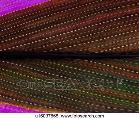 leaf, venation, nerve, vein, foliage View Large Photo Image Stock Photography - leaf, venation, nerve, vein, foliage. Fotosearch