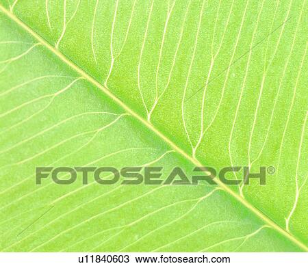 leafage, background, textures, nerve, green View Large Photo Image Stock Image - leafage, background, textures, nerve, green. Fotosearch