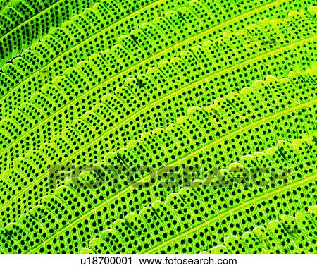 leafage, broadleaf, background, textures, netted veins, vein View Large Photo Image Stock Image - leafage, broadleaf, background, textures, netted veins, vein. Fotosearch