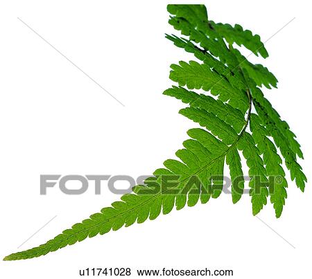 leafage, broadleaf, pteridophyte, sawtooth, venation, leaf View Large Photo Image Stock Photo - leafage, broadleaf, pteridophyte, sawtooth, venation, leaf. Fotosearch