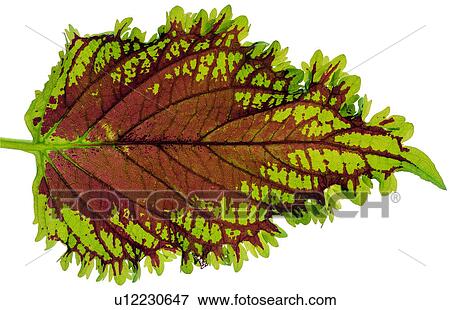 Stock Photo - leafage, foliage, netted veins, broadleaf, nerve, venation. Fotosearch