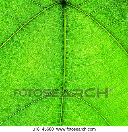 leafage, green, broadleaf, textures, netted veins, vein View Large Photo Image Stock Image - leafage, green, broadleaf, textures, netted veins, vein. Fotosearch