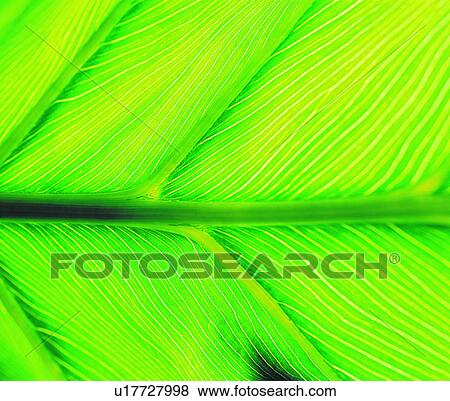 Stock Photo - leafage, leaf, vein, background, green. Fotosearch
