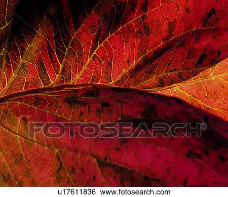 Stock Photograph - leafage, nerve, background, textures, foliage, vein, red. Fotosearch