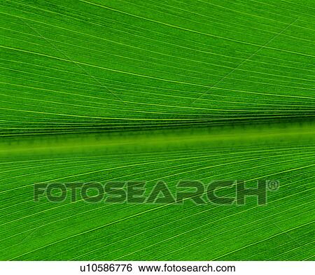 leafage, nerve, parallel veins, blade, venation, broadleaf, leaf View Large Photo Image Stock Photograph - leafage, nerve, parallel veins, blade, venation, broadleaf, leaf. Fotosearch
