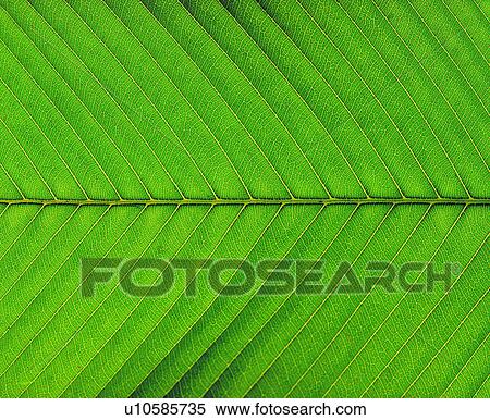 leafage, pattern, leaf, venation, nerve, green View Large Photo Image Stock Photography - leafage, pattern, leaf, venation, nerve, green. Fotosearch
