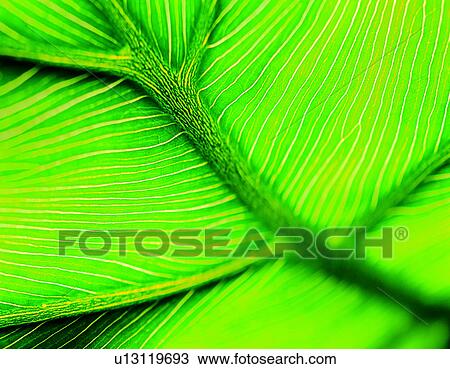 leafage, venation, pattern, background, blade, leaf View Large Photo Image Stock Image - leafage, venation, pattern, background, blade, leaf. Fotosearch