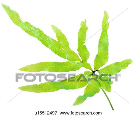 nerve, foliage, green, venation, vein View Large Photo Image Stock Photo - nerve, foliage, green, venation, vein. Fotosearch