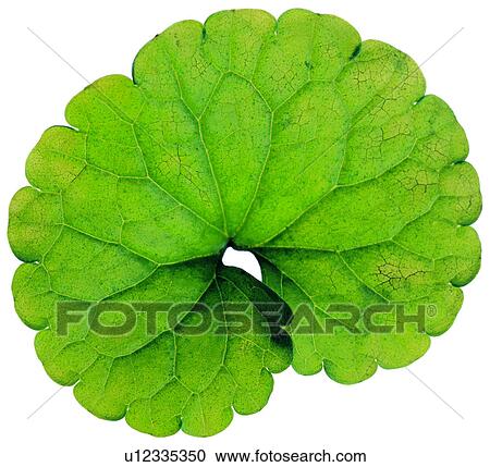 Stock Image - nerve, foliage, vein, broadleaf, sawtooth. Fotosearch