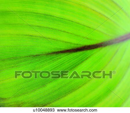 nerve, leaf, foliage, green, textures, blade View Large Photo Image Stock Image - nerve, leaf, foliage, green, textures, blade. Fotosearch
