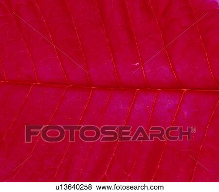 nerve, red, blade, pattern, leafage, textures View Large Photo Image Stock Photo - nerve, red, blade, pattern, leafage, textures. Fotosearch