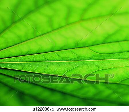 netted veins, blade, vein, green, background, venation View Large Photo Image Stock Photography - netted veins, blade, vein, green, background, venation. Fotosearch