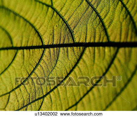 netted veins, brown, textures, venation, leafage, background, blade View Large Photo Image Stock Image - netted veins, brown, textures, venation, leafage, background, blade. Fotosearch