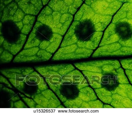 Stock Photo - netted veins, leaf, vein, textures, green, background. Fotosearch