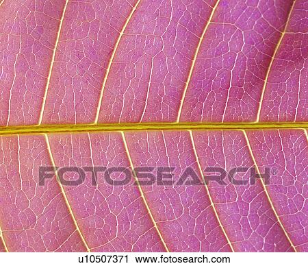 netted veins, textures, vein, leafage, blade View Large Photo Image Stock Image - netted veins, textures, vein, leafage, blade. Fotosearch