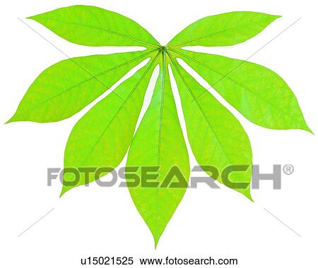 netted veins, vein, green, leaf, leafage View Large Photo Image Stock Photography - netted veins, vein, green, leaf, leafage. Fotosearch