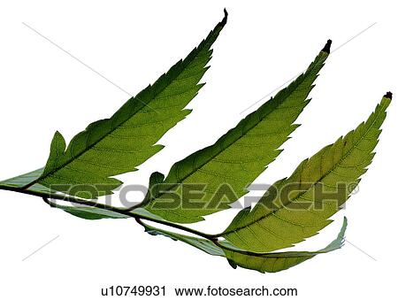 netted veins, vein, leaf, venation, foliage, green View Large Photo Image Stock Image - netted veins, vein, leaf, venation, foliage, green. Fotosearch