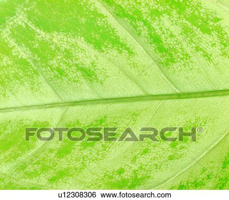 parallel veins, pattern, background, green, foliage View Large Photo Image Stock Photograph - parallel veins, pattern, background, green, foliage. Fotosearch