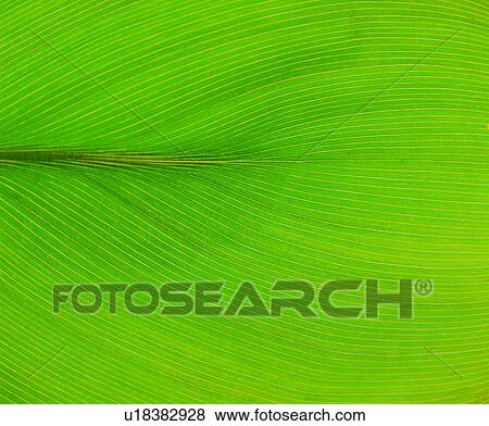 parallel veins, vein, blade, nerve, background, foliage View Large Photo Image Stock Photo - parallel veins, vein, blade, nerve, background, foliage. Fotosearch