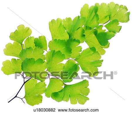 Stock Image - parallel veins, vein, broadleaf, foliage, leaf, venation. Fotosearch