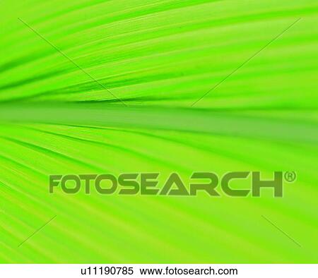 pattern, broadleaf, leaf, vein, blade, venation View Large Photo Image Stock Photography - pattern, broadleaf, leaf, vein, blade, venation. Fotosearch