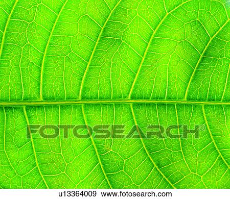 pattern, netted veins, blade, vein, green, broadleaf, textures View Large Photo Image Stock Photo - pattern, netted veins, blade, vein, green, broadleaf, textures. Fotosearch