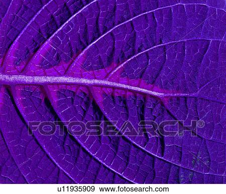 purple, broadleaf, pattern, venation, blade, netted veins, nerve View Large Photo Image Stock Photo - purple, broadleaf, pattern, venation, blade, netted veins, nerve. Fotosearch