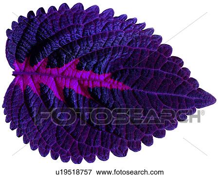 purple, leafage, venation, nerve, foliage, netted veins View Large Photo Image Stock Photo - purple, leafage, venation, nerve, foliage, netted veins. Fotosearch