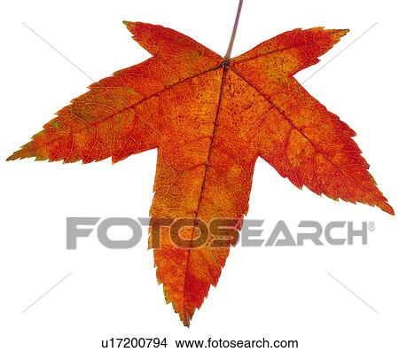 Picture - red, maple leaves, nerve, netted veins, leafage, broadleaf. Fotosearch