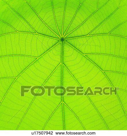 textures, background, foliage, broadleaf, vein, leafage View Large Photo Image Stock Image - textures, background, foliage, broadleaf, vein, leafage. Fotosearch