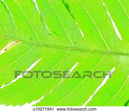 textures, venation, netted veins, background, vein, blade View Large Photo Image Stock Image - textures, venation, netted veins, background, vein, blade. Fotosearch