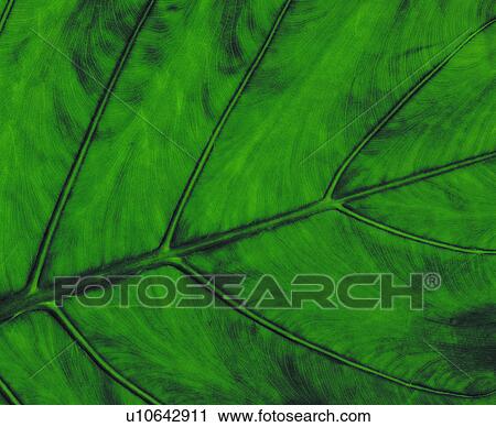 vein, blade, leafage, background, textures View Large Photo Image Stock Image - vein, blade, leafage, background, textures. Fotosearch