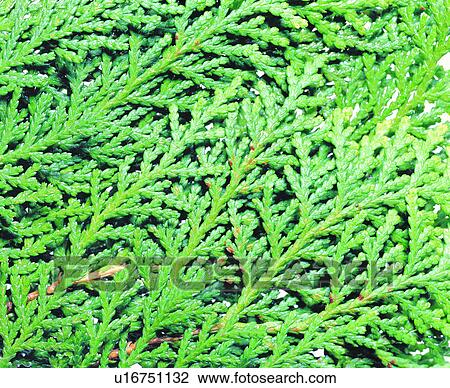 vein, leaf, foliage, nerve, netted veins, conifer View Large Photo Image Stock Image - vein, leaf, foliage, nerve, netted veins, conifer. Fotosearch