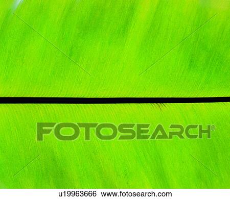 Stock Photograph - vein, parallel veins, foliage, leaf, green, nerve. Fotosearch