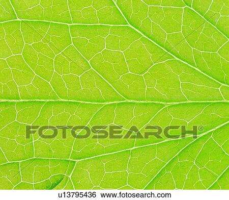 venation, background, textures, green, vein, nerve View Large Photo Image Stock Photograph - venation, background, textures, green, vein, nerve. Fotosearch