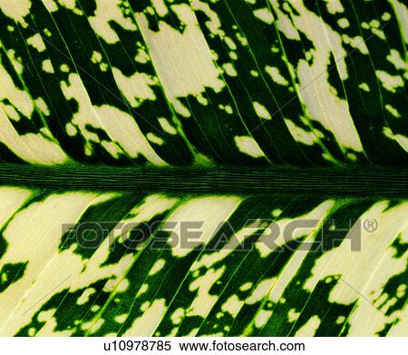 venation, blade, pattern, green yellow spots, textures, parallel veins View Large Photo Image Stock Photography - venation, blade, pattern, green yellow spots, textures, parallel veins. Fotosearch
