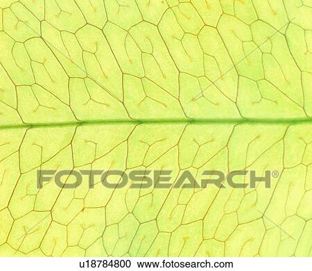 yellow, leafage, textures, broadleaf, vein, pattern, blade View Large Photo Image Stock Image - yellow, leafage, textures, broadleaf, vein, pattern, blade. Fotosearch