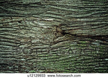 Stock Image - background, brown, wood, texture. Fotosearch