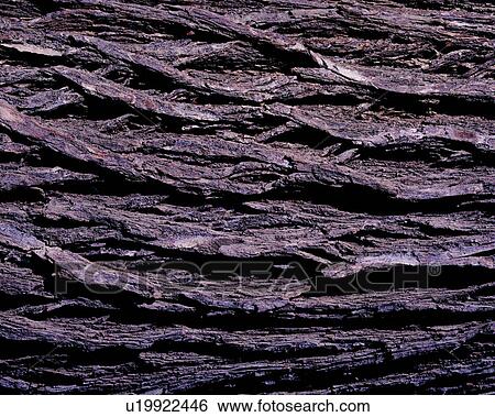 background, wood, brown, texture View Large Photo Image Stock Photograph - background, wood, brown, texture. Fotosearch